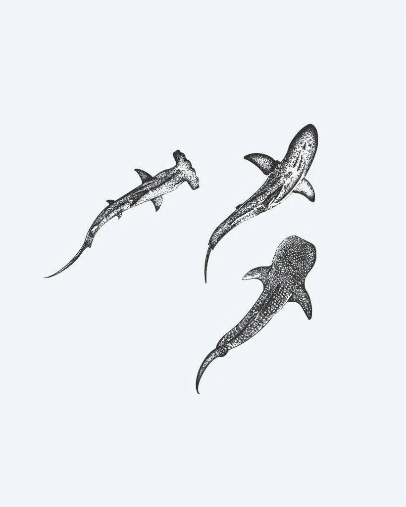 Three Sharks semi-permanent tattoo design by INKON – trio, sharks, dotwork, hammerhead, reef illustration, 4 x 4 in (9x9cm), available at inkon.co