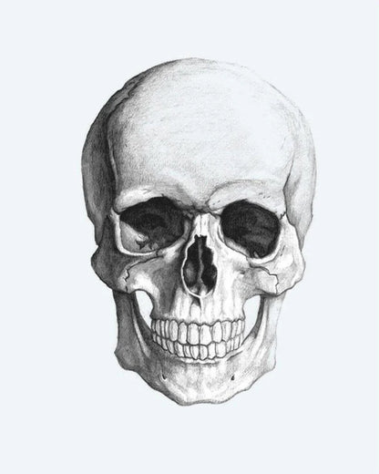 Realistic Skull semi-permanent tattoo design by INKON – anatomically, human, skull, pencil, sketch illustration, 4 x 7 in (10x17cm), available at inkon.co