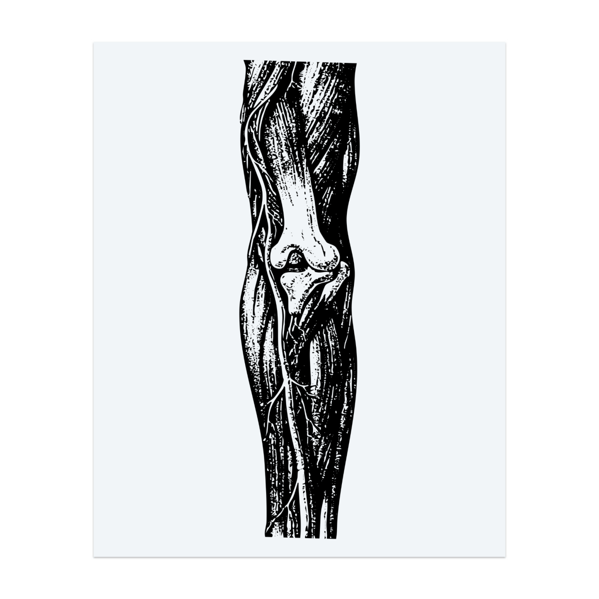 Knochen & Venen INKON DE